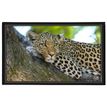 3135251382876-Viquel - Sous-main Animaux - 59,8 x 36,5 cm - disponible dans différents modèles--4