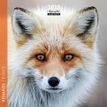 3494150161075-Calendrier mensuel 16x16 cm - 16 mois - Renards--0