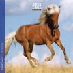 3494150160849-Calendrier mensuel 16x16 cm - 16 mois - Chevaux-P_405186569_1-0