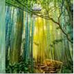 3494150174341-Calendrier 16x16cm 16 mois Aquarupella - Bambou--0