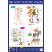 3592930007794-Bouchut - Poster pédagogique effaçable - 52 x 76 cm - Anglais-P_79409622_1-0