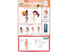 Poster effaçable : le corps humain