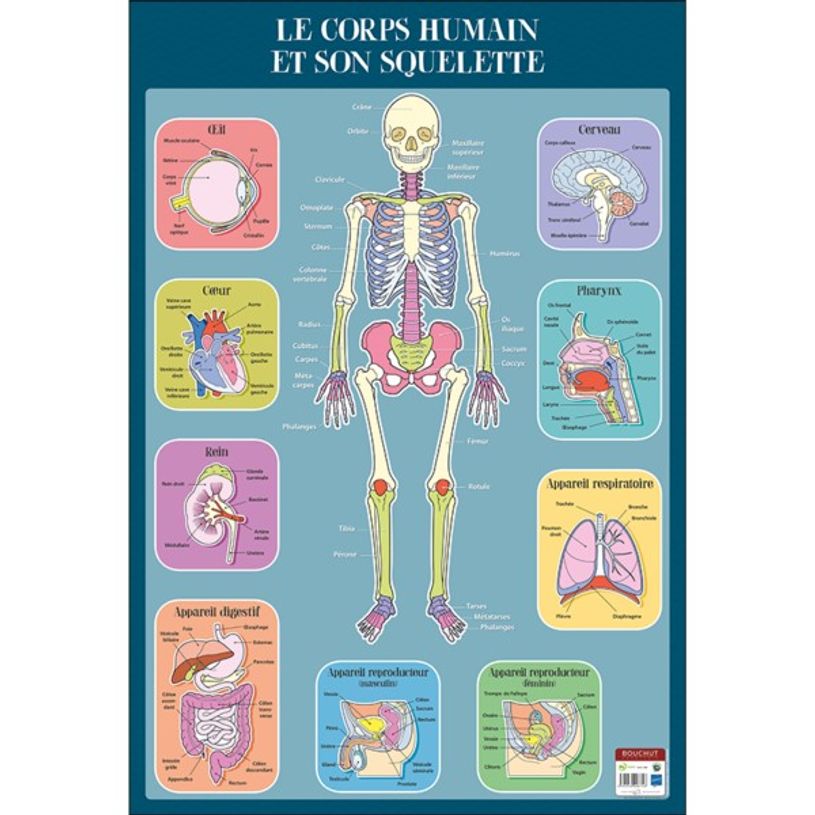 3592930008746-Bouchut - Poster pédagogique effaçable - 52 x 76 cm - Squelette humain-P_79409638_1-0
